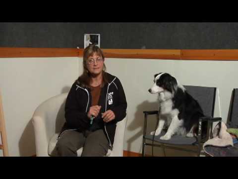 Video: Schaar gebruiken om een hond een kapsel te geven