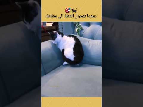 عندما تتحول القطة إلى مطاط