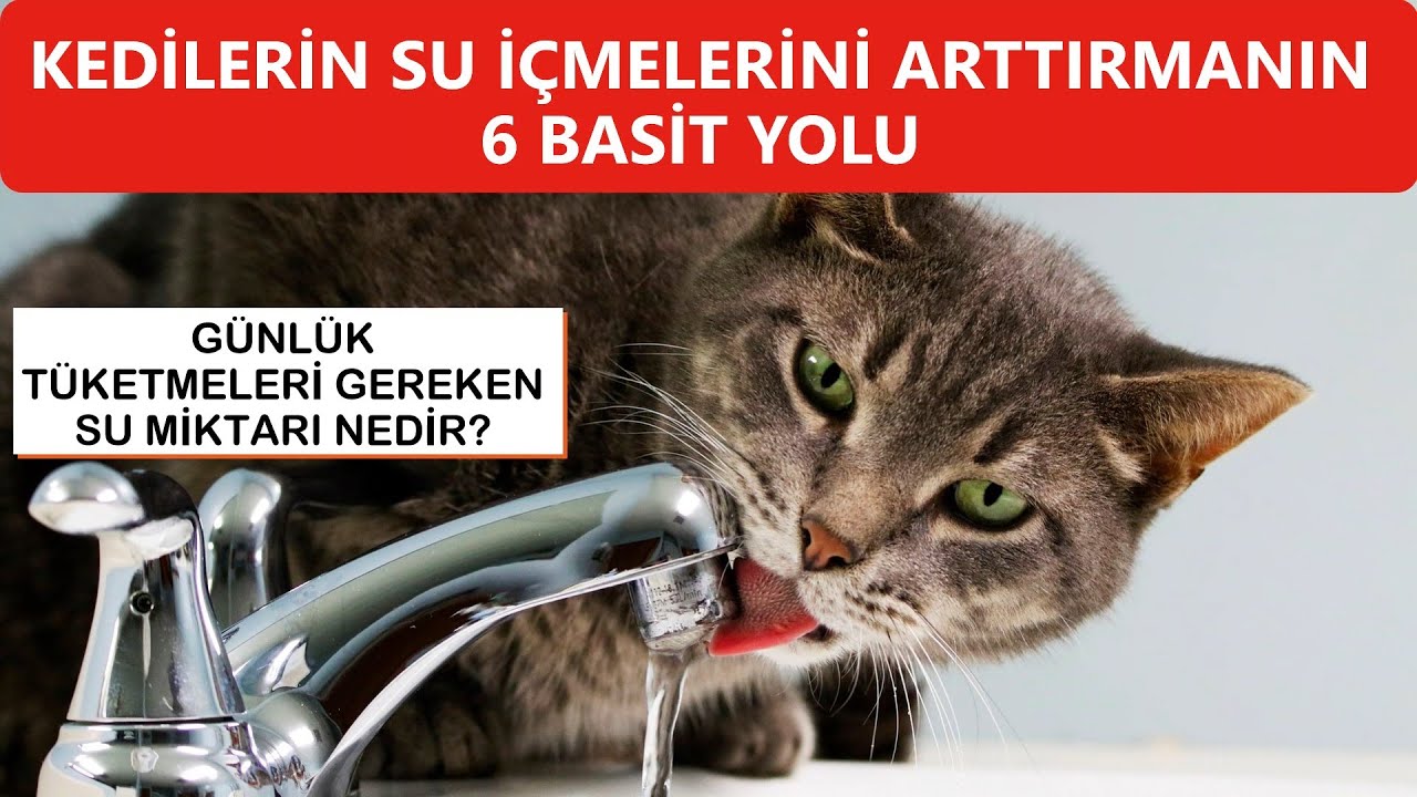 Kedilerin Su İçmesini Arttırmanın Yolları - Günlük Su İhtiyaçları Ne Kadar?