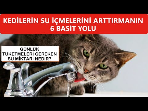 Kedilerin Su İçmesini Arttırmanın Yolları - Günlük Su İhtiyaçları Ne Kadar?