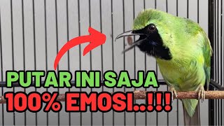 CUCAK IJO EMOSI BUKA PARUH !! Pancingan Cucak Ijo Trokbul Bongkar Isian