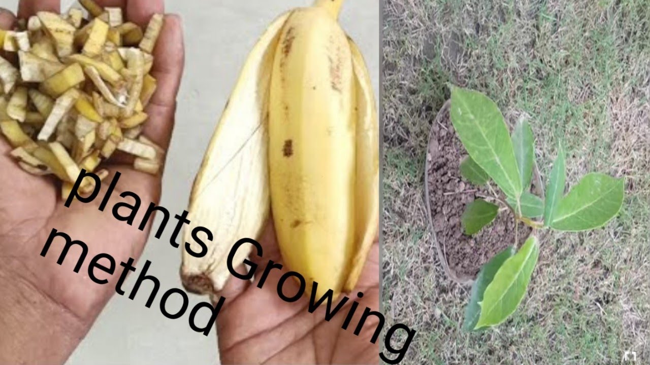 plants Growing best method Grow any plants faster using banana peel