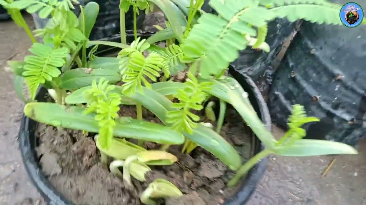 زراعة شجرة البونسيانا 🌳 من البذرة حتى النمو 🌱 | الجزء الأول خطوة بخطوة 💚