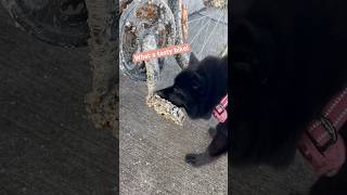 Some tasty barnacles!  #pets #dog #petvideos #funny #funnydogs #shortvideo #shorts #schipperke