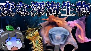 【ゆっくり解説】とんでもない！変な見た目の深海生物10選