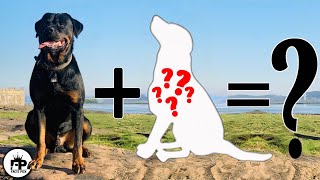 This Surprising rottweiler mix breed dog That Will Amaze You!