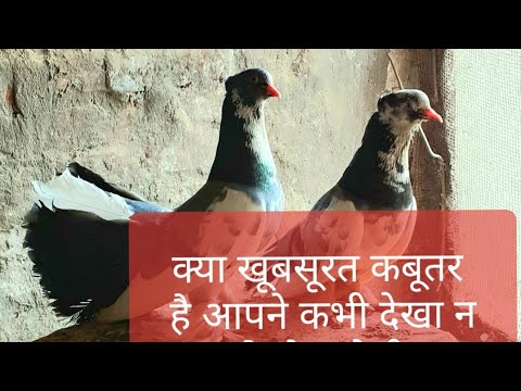 camera iphone 8 plus apk लक्का कबूतर (lukka pigeon)