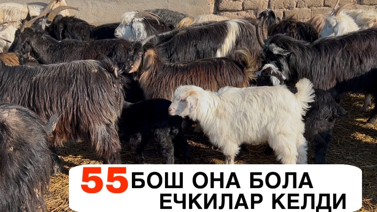 БАРАКАЛИ ЕЧКИЛАР. ☎️+998883119389