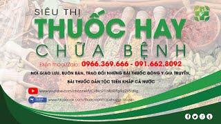 RAU DIẾP CÁ – CÂY THUỐC TRONG VƯỜN NHÀ