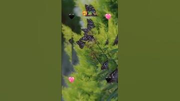 Thumbnail of beautiful nature 😍 status video with song 💕#nature #butterfly #love #song#shorts #trending
