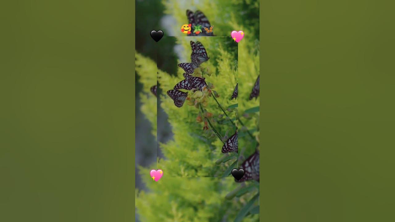 beautiful nature 😍 status video with song 💕#nature #butterfly #love #song#shorts #trending