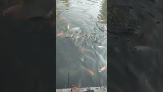 Beri Pakan Marab Nilamas