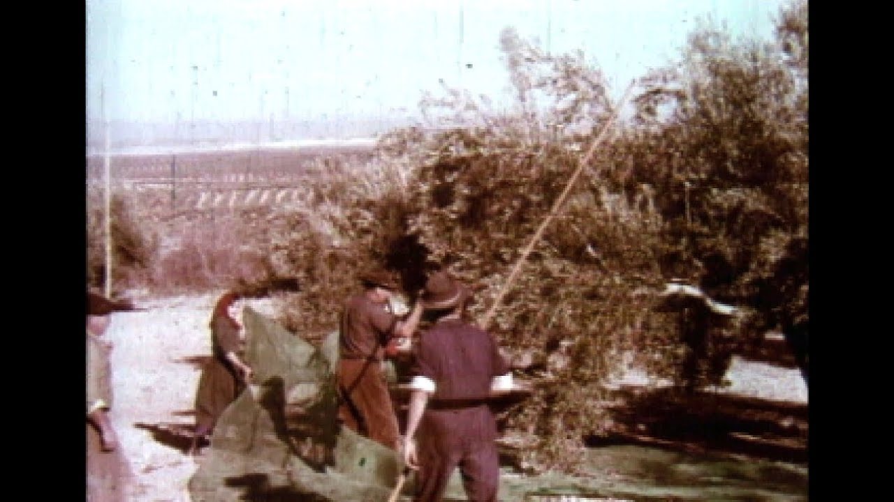 Recolección de la aceituna en Martos (Jaén) en los años 60.