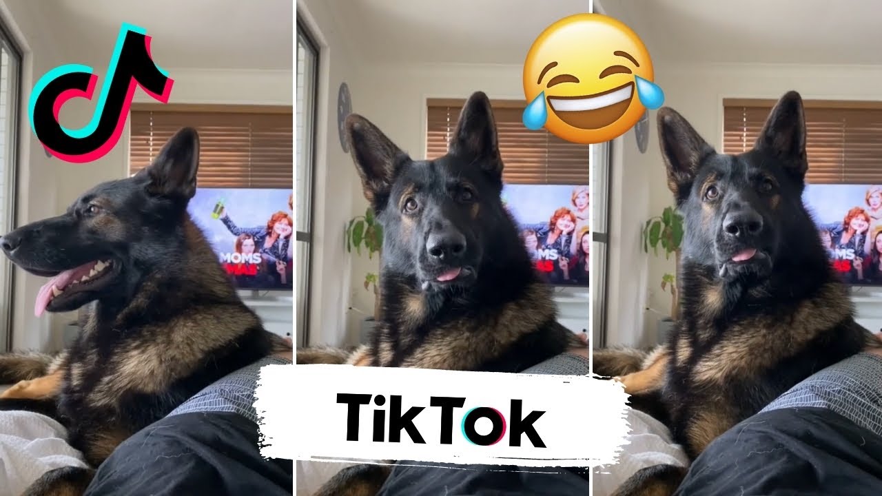 Perro expolicía reacciona cuando su dueño menciona "cocaína" 