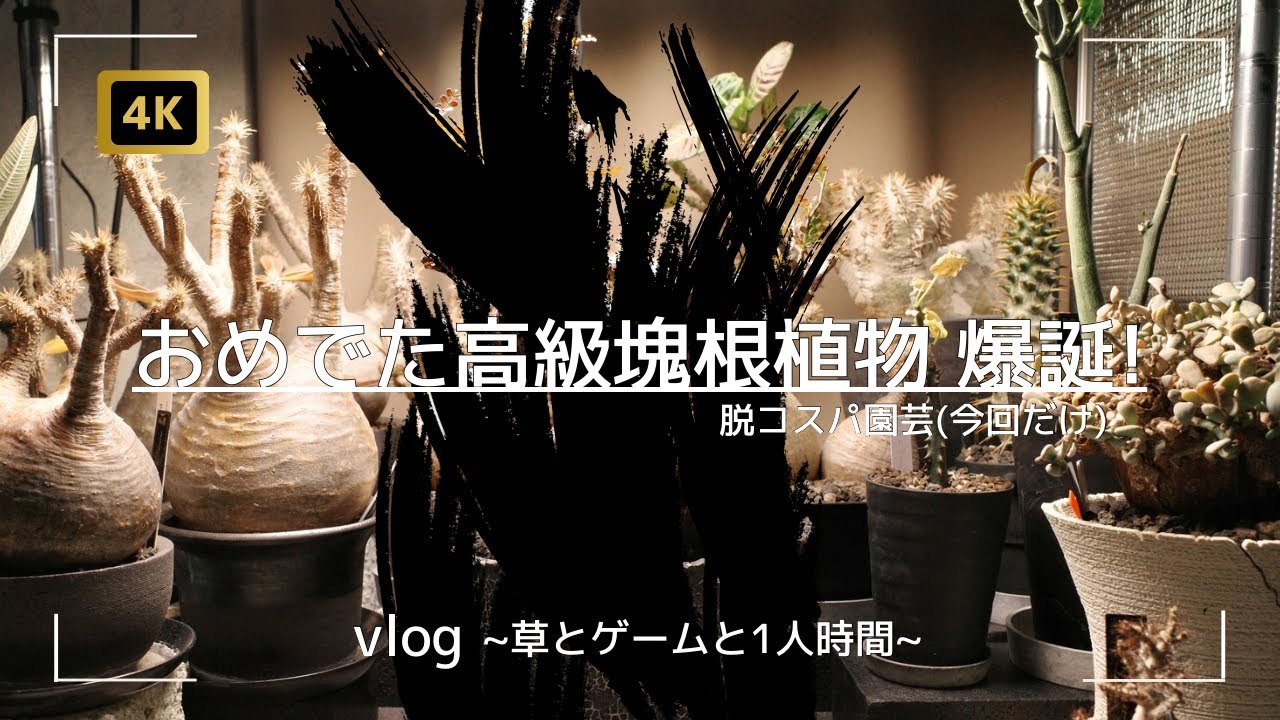 vlog |  ありがとうございます植物 高級塊根植物 爆誕！