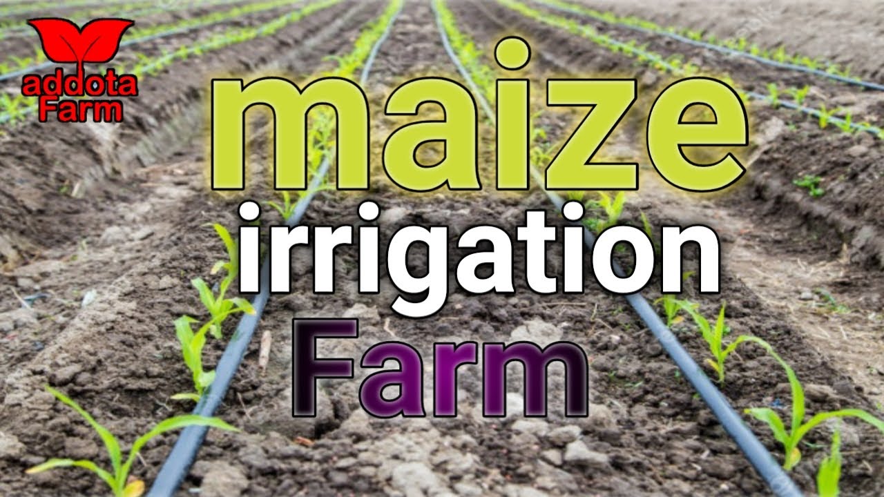 Growing Corn with Drip irrigation system part 2 Addota farm YouTube