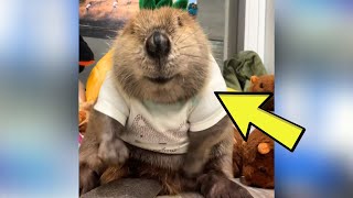 Rescued Beaver Starts Living With Humans And Begins Using Stuffed Animals To Build A Dam