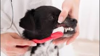 Tips de limpieza para los dientes de tu perro 🐕
