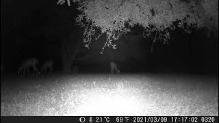 20210623 #shorts three deer two in the dark night1 trail cam