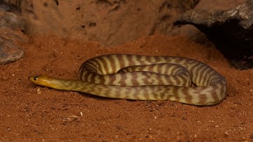 Wat is een Woma Python? 🐍