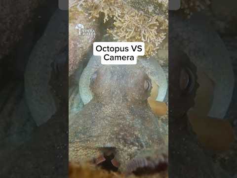 Octopus Tried to Steal My Camera!