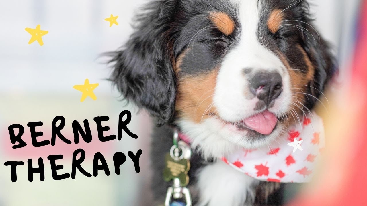 Berner Therapy With An 8 Week Old Bernese Mountain Dog YouTube berner-therapy-with-an-8-week-old-bernese-mountain-dog-youtube