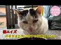 病院の前で逃がしてしまった野良猫　猫エイズとわかり家族に迎えるか悩む… ナレーション付【保護猫幸せ物語】#46 Foster cat`s happy story