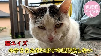 猫エイズ Youtube