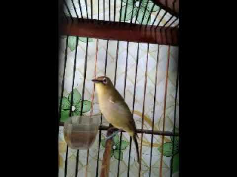 suara pikat cendet/toed matahari