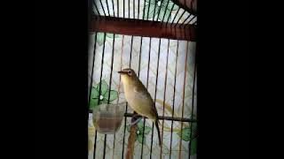 suara pikat cendet/toed matahari