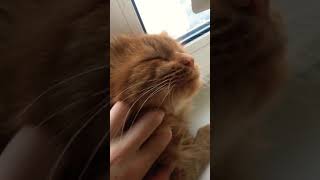 Уход за шерстью Сибирского кота. Уход за шерстью Сибирского кота.