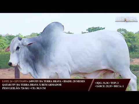 LOTE 24   EPCO 1499