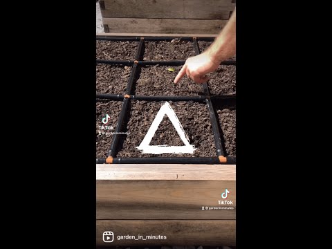 Video: Bagaimana selada bibb tumbuh?