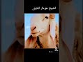 الشيخ عومار النايلي المسيلة اولادنايل الجلفة الجزائر 