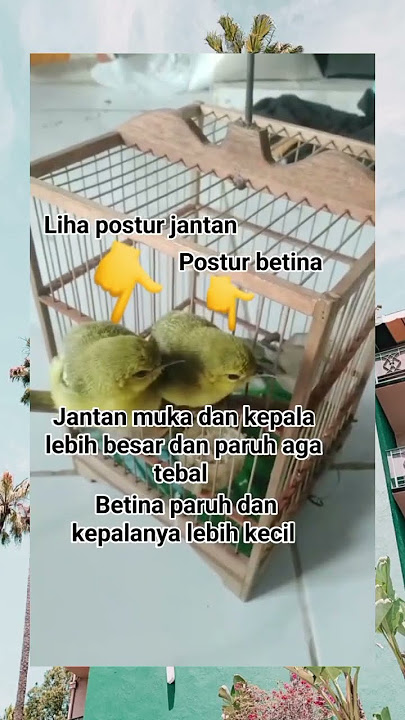 cara bedakan sirtu jantan dan betina yang akurat cara bedakan lolohan sirtu jantan dan betina