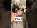 暑すぎるので犬用アイス作ってみた #雑種犬 #元保護犬 #犬用おやつ