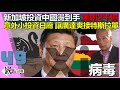 誰是黑天鵝?新加坡擁抱中國燙到手 遭習近平重創2千億喊卡│假缺錢?馬斯克13豪宅賣光 中企想投13.5億卻遭退|林百里意外的小投資日廠 讓廣達爽接特斯拉訂單|徐嶔煌│華視嶔點話題第49集1129