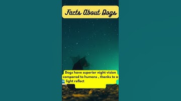Thumbnail of Dogs Have Superior Night Vision: Here's Why #dogfacts #shorts
