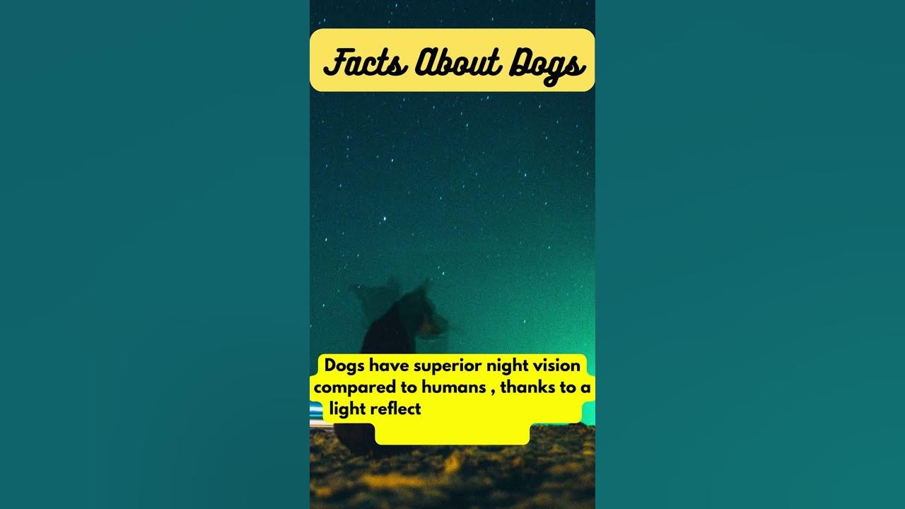 Dogs Have Superior Night Vision: Here's Why #dogfacts #shorts