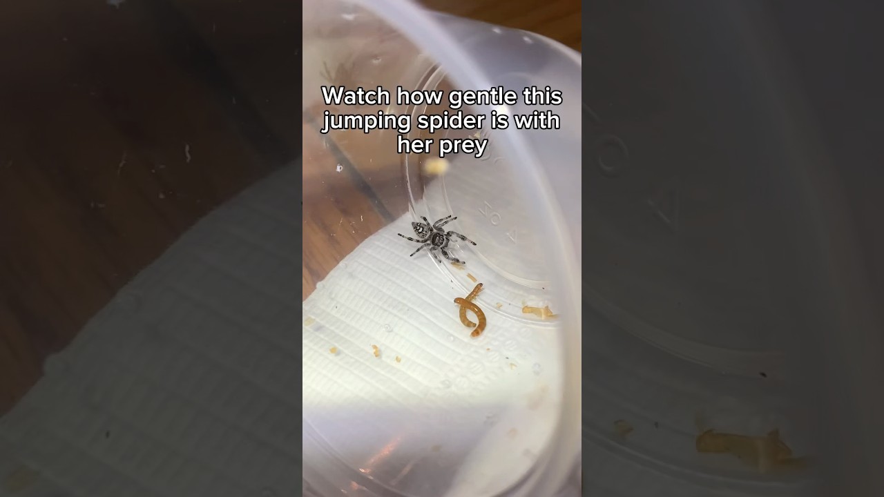 Jumping Spider is Extremely Gentle with her Prey!!! 