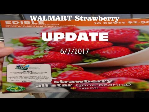 Vídeo: Allstar Strawberry Fets - Aprèn a cultivar plantes de maduixa Allstar