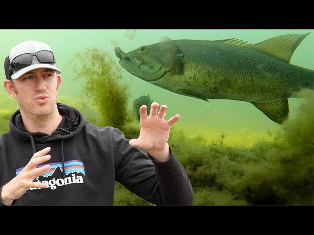 Buzzbaits For River Smallmouth!! Umpqua River 5-2-21 