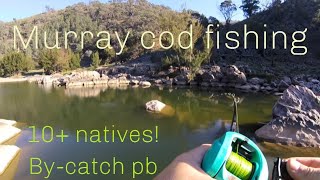 Murray cod fishing, landing my biggest river yellowbelly yet