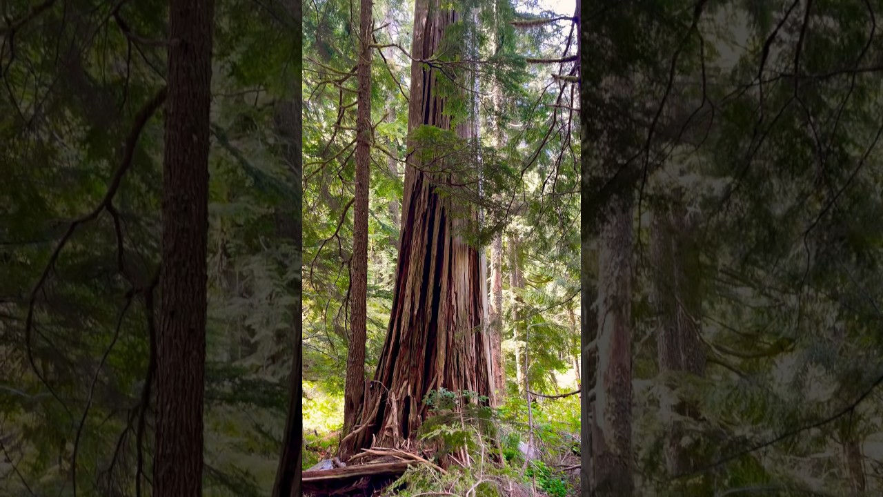 Dead Tree Along a Washington Trail  