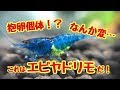 抱卵かと思ったのに…【エビヤドリモ】
