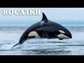 Косатки Великие Охотники Океана Интересные факты про косаток Косатки Великие Охотники Океана Интересные факты про косаток