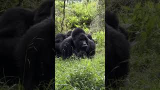 Taking Selfies With Gorillas! 🦍