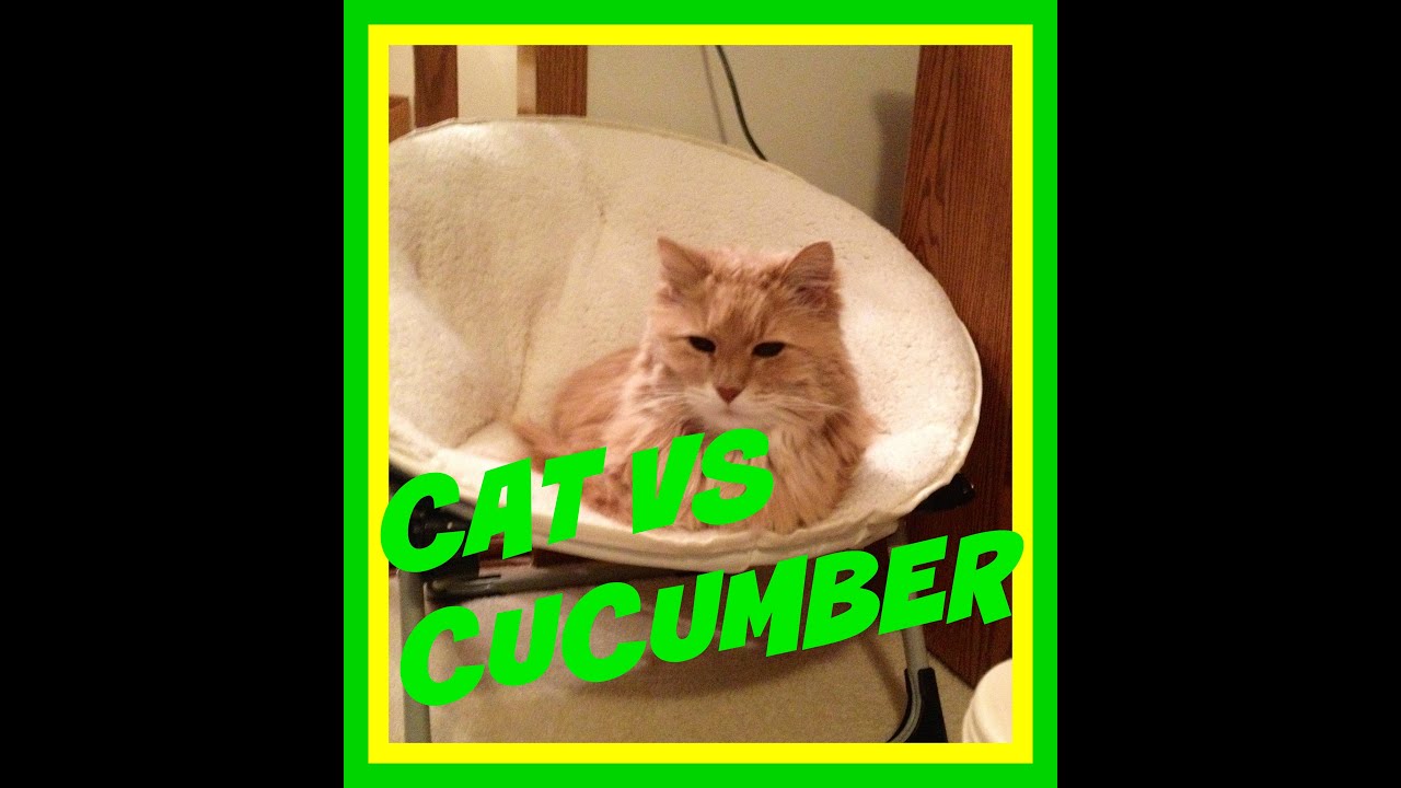 Cat vs cucumber - YouTube