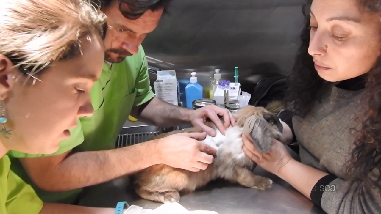 CAP 120. VETERINARIO DE CONEJOS: Prueba DTM. LA TIÑA en los conejos. Enfermedad por Hongos