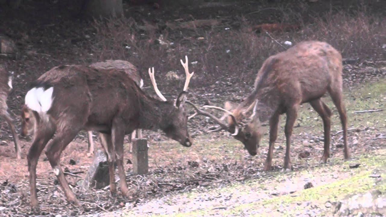 草食 動物 タンパク質